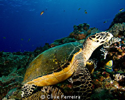 Turtle view at Antons by Clive Ferreira 